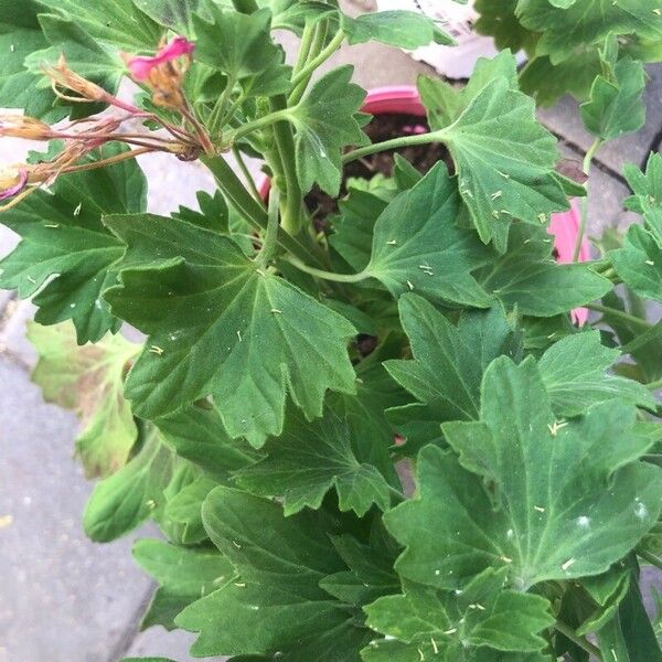 Pelargonium peltatum 葉