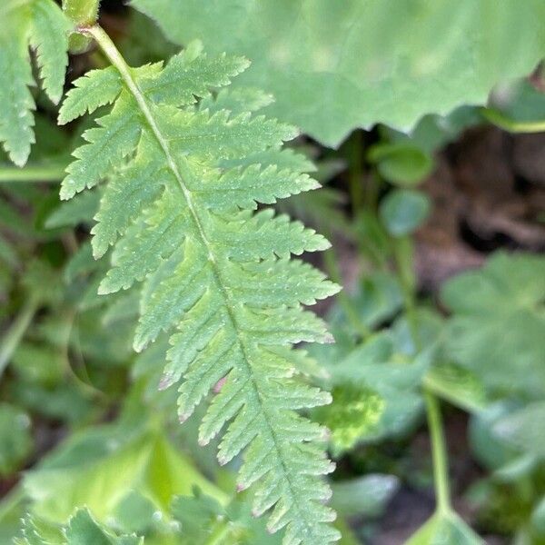 Pedicularis recutita Blad