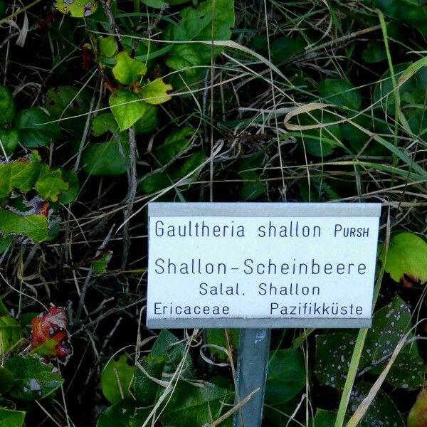 Gaultheria shallon 其他