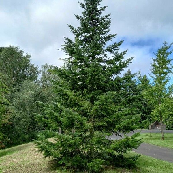 Abies sibirica Celota