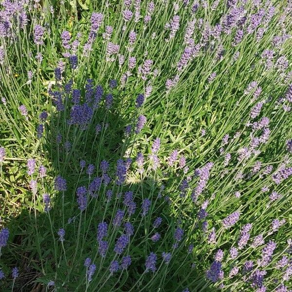 Lavandula angustifolia Flower