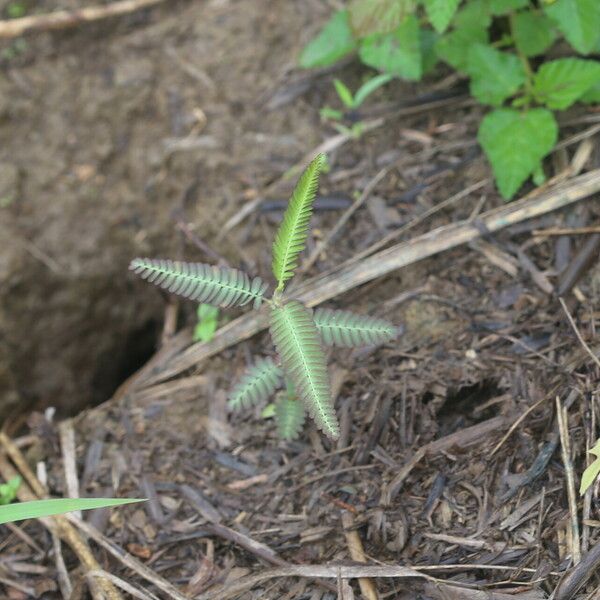 Aeschynomene indica Blatt