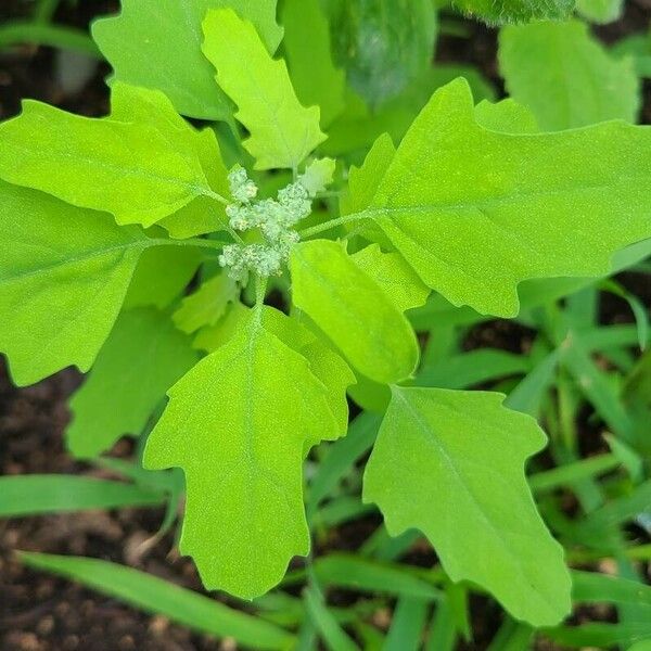 Chenopodium ficifolium Foglia