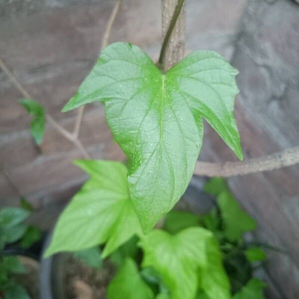 Ipomoea indica Yaprak