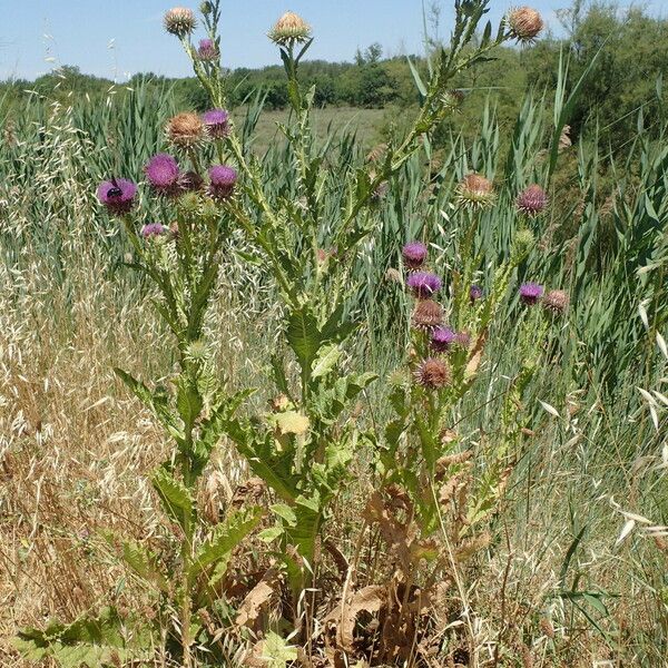 Onopordum tauricum Costuma