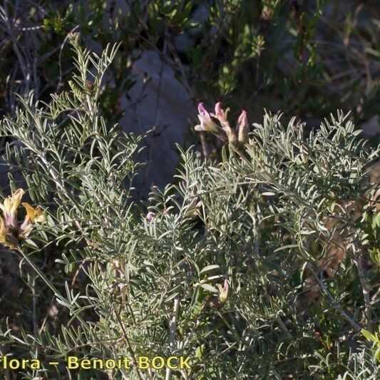Astragalus hispanicus Хабит