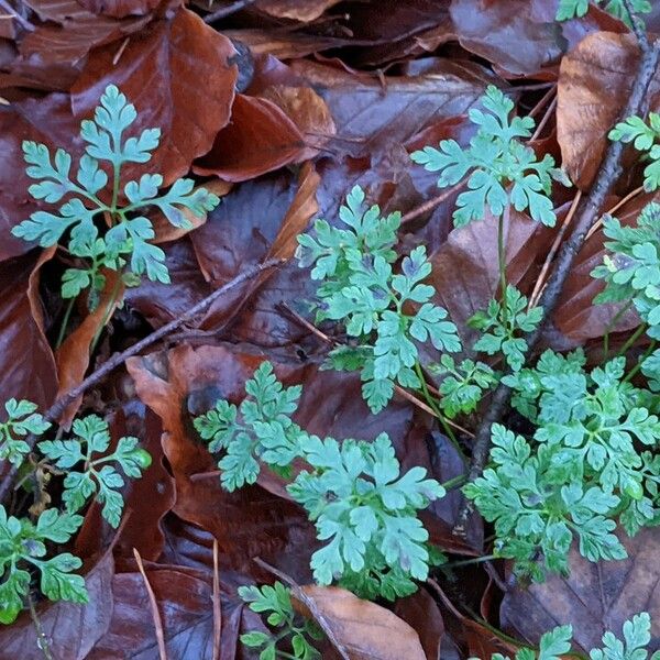 Geranium robertianum Συνήθη χαρακτηριστικά