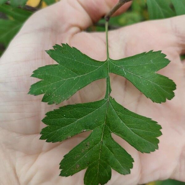 Crataegus monogyna Leaf