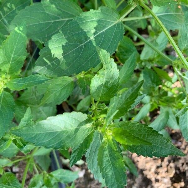 Mercurialis annua Leaf