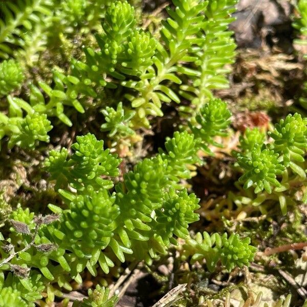 Sedum sexangulare Leaf