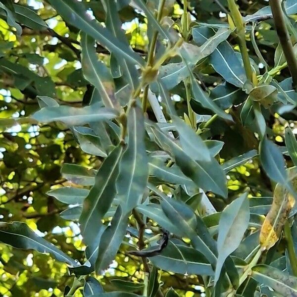 Salix purpurea Leaf