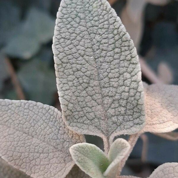 Phlomis purpurea Ліст