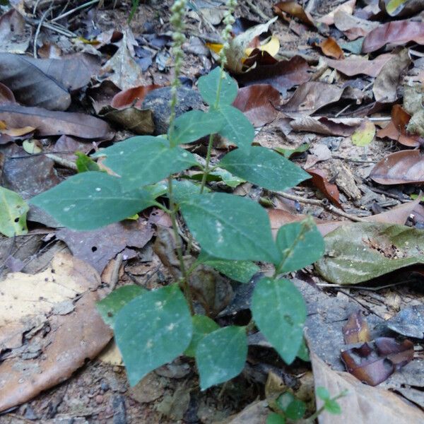 Cyathula prostrata Leaf