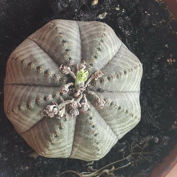 Euphorbia obesa Kvet