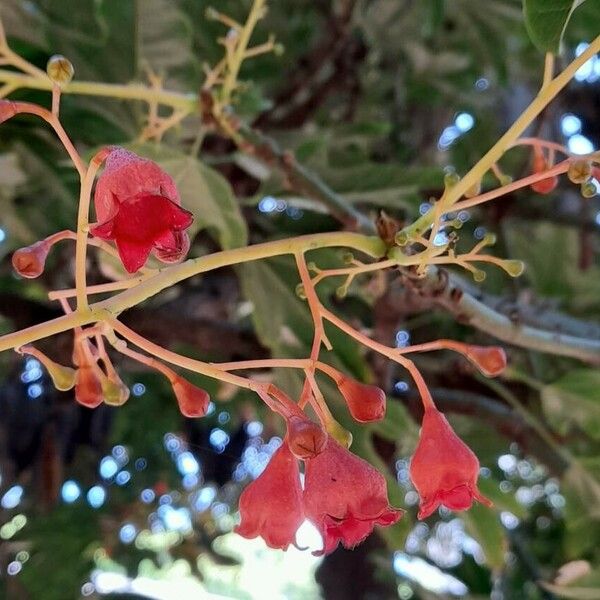 Brachychiton acerifolius 花