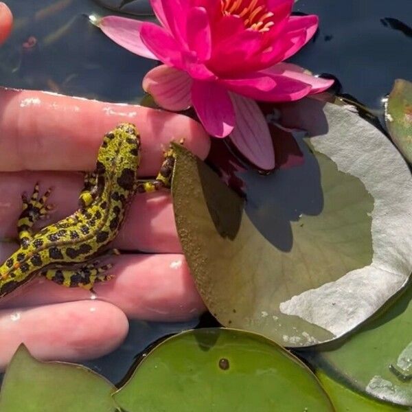 Nymphaea candida Folha