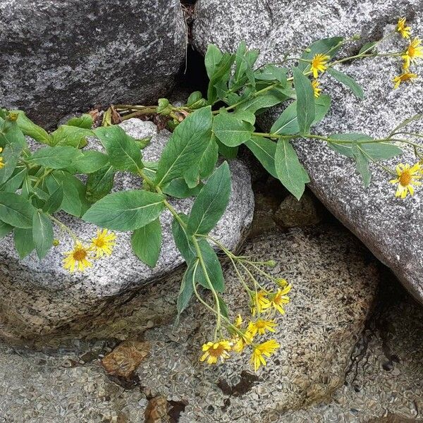 Doronicum corsicum Λουλούδι