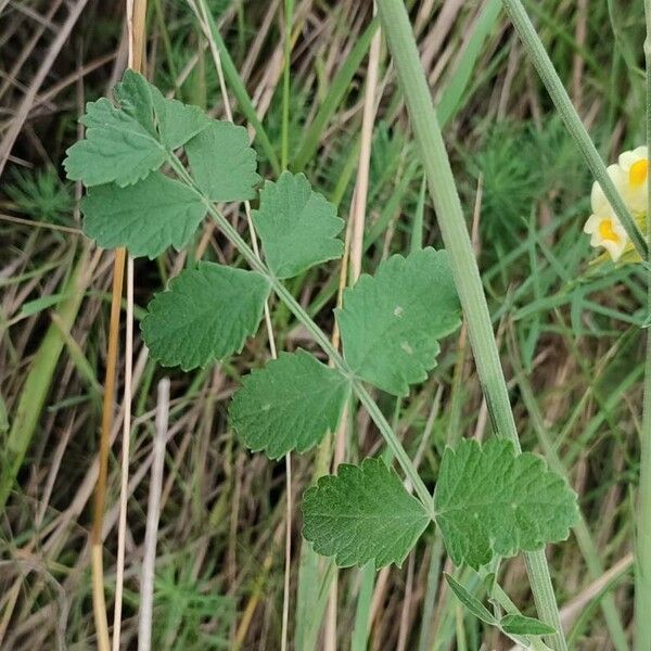 Pimpinella saxifraga Φύλλο