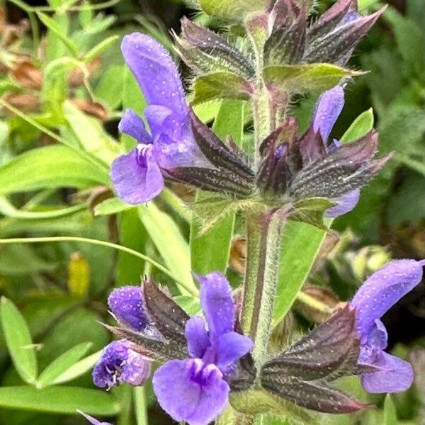 Salvia verbenaca Blomma