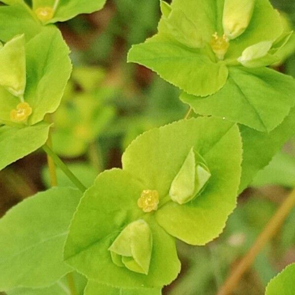 Euphorbia platyphyllos Çiçek