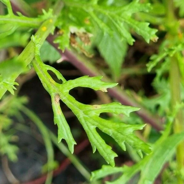 Senecio squalidus Hoja