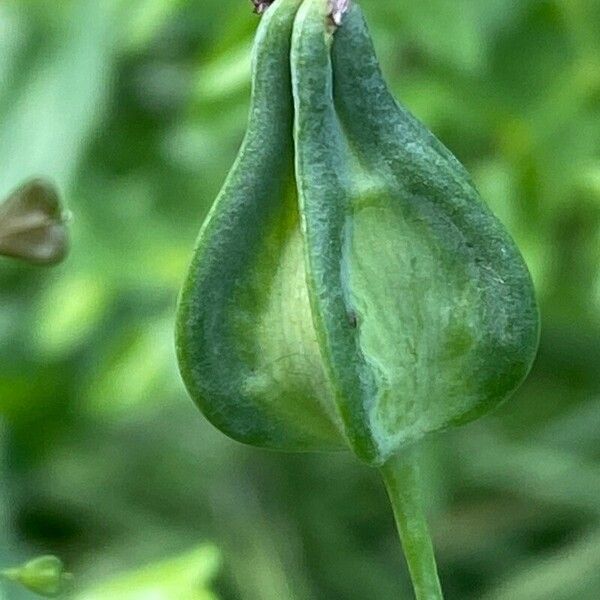 Gypsophila vaccaria Fruit