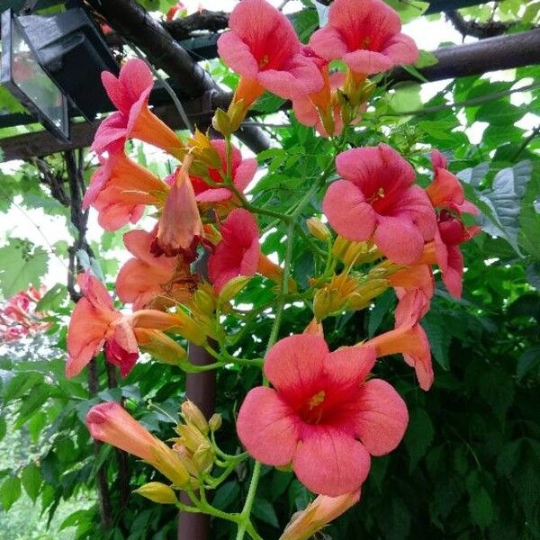 Campsis grandiflora Kwiat