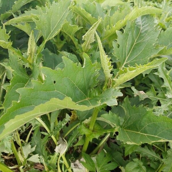 Silphium perfoliatum Blatt