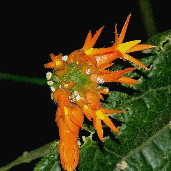 Gurania bignoniacea Flower