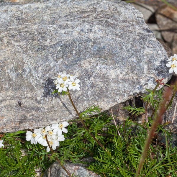 Achillea atrata Habit