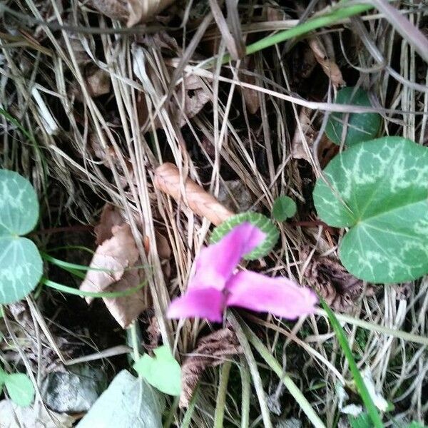 Cyclamen purpurascens Лист