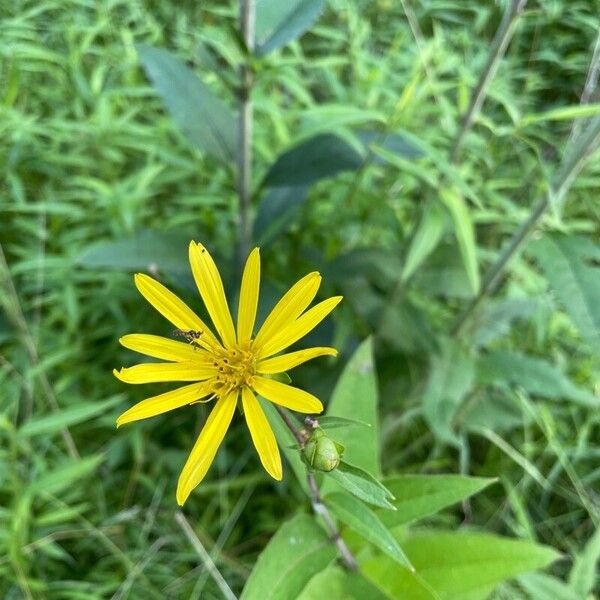 Silphium asteriscus Flor