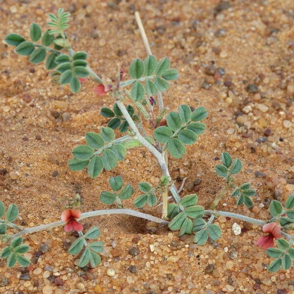 Indigofera argentea Інше