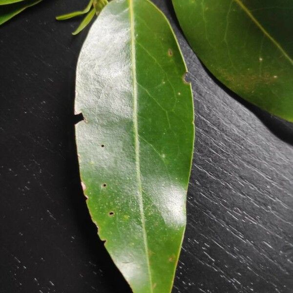 Prunus myrtifolia Leaf