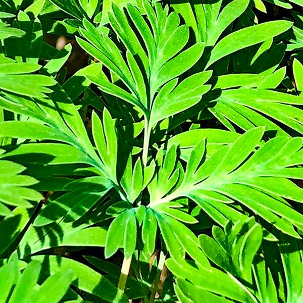 Dicentra canadensis Лист