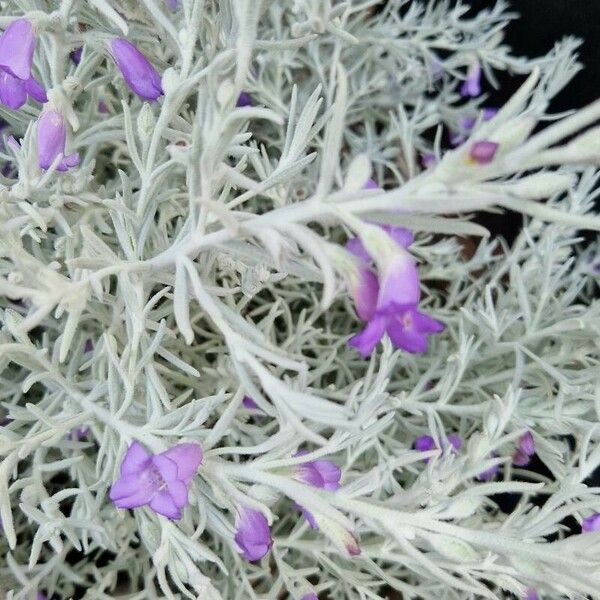 Eremophila nivea Flor