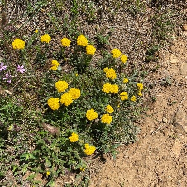 Achillea tomentosa आदत