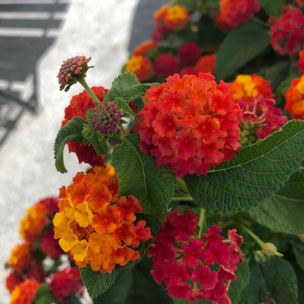 Lantana camara Žiedas