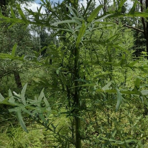 Cirsium muticum Habit