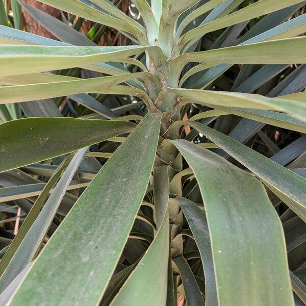 Yucca gloriosa Bark