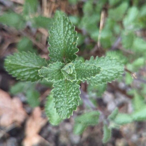 Nepeta cataria Hoja