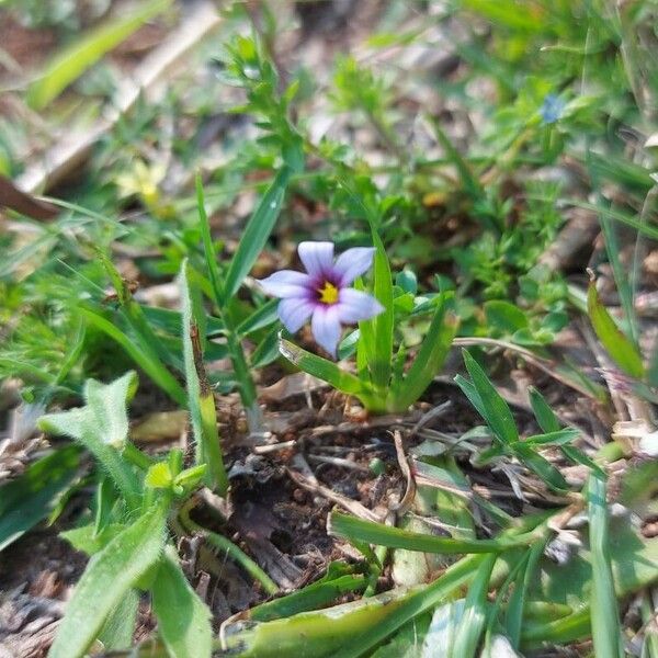 Sisyrinchium micranthum पत्ता