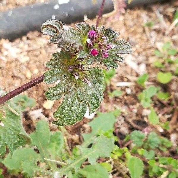 Lamium amplexicaule Blomst