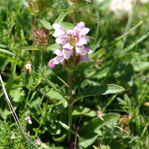 Prunella grandiflora Кветка