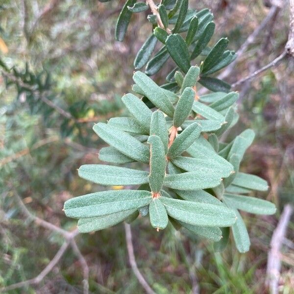 Banksia marginata Φύλλο