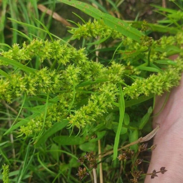 Rumex maritimus പുഷ്പം