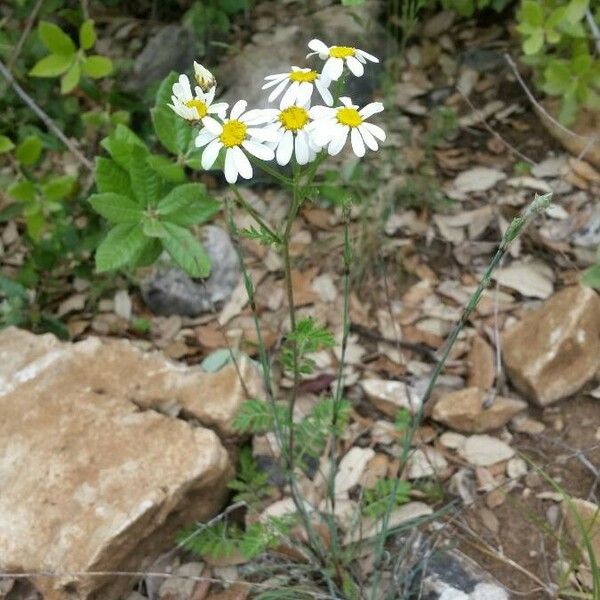 Tanacetum corymbosum Hábito