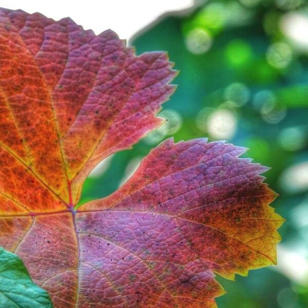 Vitis vinifera Feuille