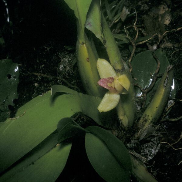 Maxillaria violaceopunctata Virág