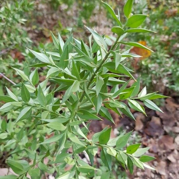 Ruscus aculeatus Yaprak